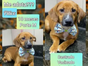 Cachorro raça SRD idade 7 a 11 meses nome Pitico