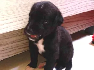 Cachorro raça Raça mista idade 2 a 6 meses nome Pretinha