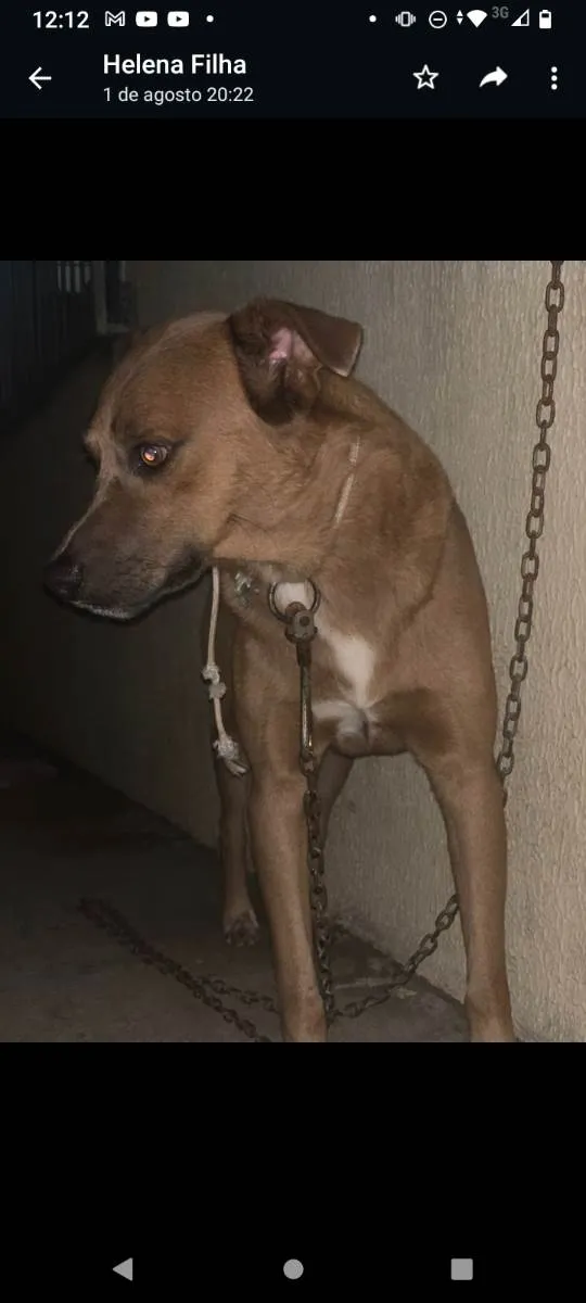 Cachorro ra a Vira lata idade 1 ano nome Juvêncio 