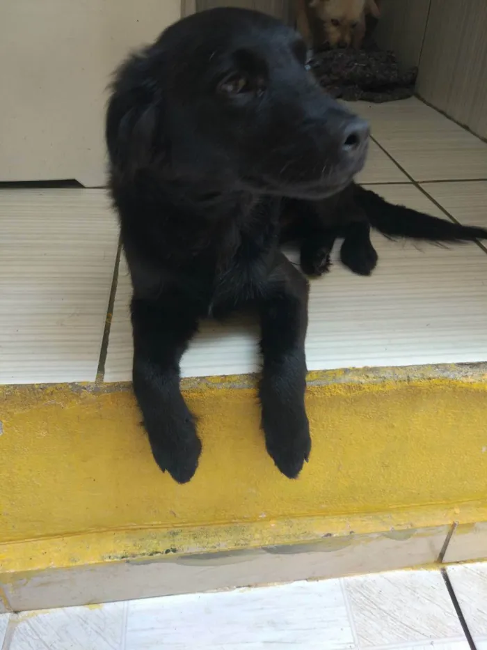 Cachorro ra a SRD idade 2 a 6 meses nome Neguinho 