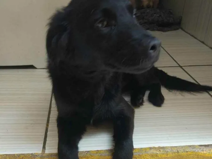 Cachorro ra a SRD idade 2 a 6 meses nome Neguinho 