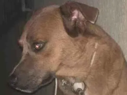 Cachorro raça Vira lata idade 1 ano nome Juvêncio 