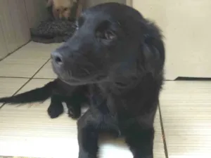 Cachorro raça SRD idade 2 a 6 meses nome Neguinho 