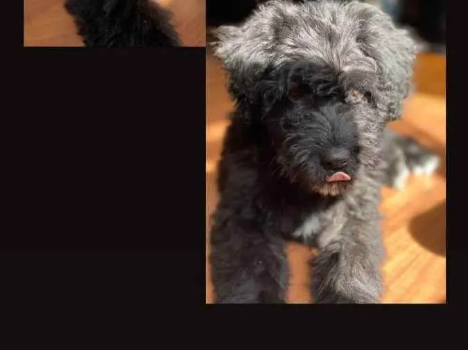 Cachorro ra a poodle idade 7 a 11 meses nome Doki