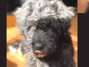 Cachorro raça poodle idade 7 a 11 meses nome Doki