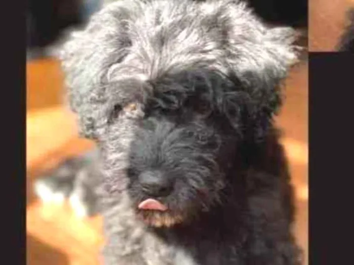 Cachorro ra a poodle idade 7 a 11 meses nome Doki