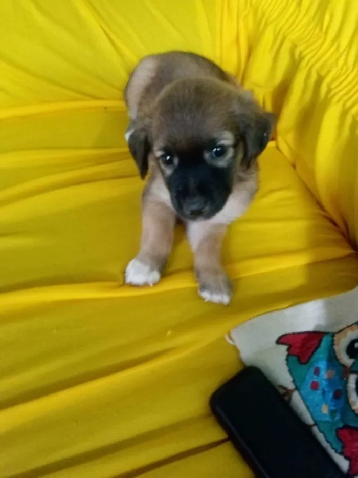 Cachorro raça Vira lata misturado com puldo  idade Abaixo de 2 meses nome Sem nomes 