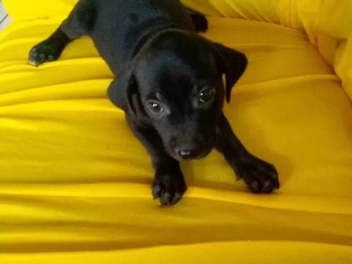 Cachorro raça Vira lata  idade Abaixo de 2 meses nome Sem nomes 