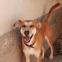 Cachorro ra a srd idade 4 anos nome Pandora