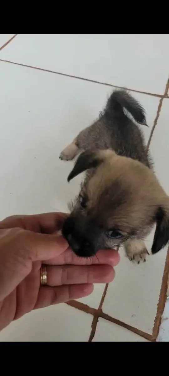Cachorro raça Shiatsu/viralatinha idade Abaixo de 2 meses nome Sem nome