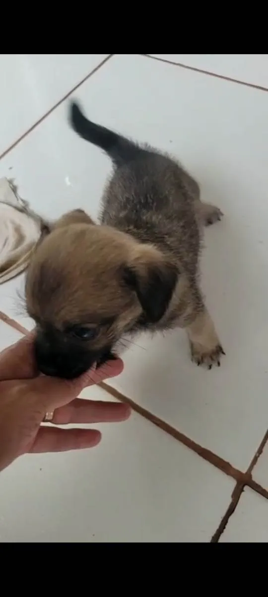Cachorro raça Shiatsu/viralatinha idade Abaixo de 2 meses nome Sem nome