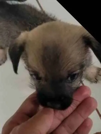 Cachorro raça Shiatsu/viralatinha idade Abaixo de 2 meses nome Sem nome