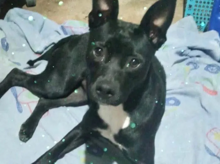 Cachorro raça Srd idade 7 a 11 meses nome Alina bb10meses 