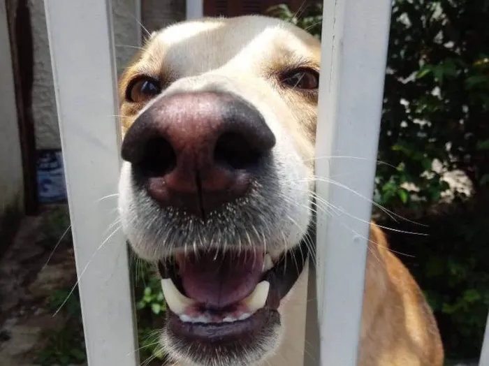 Cachorro raça Srd idade 1 ano nome Trovão 