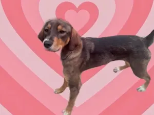Cachorro raça Srd idade 7 a 11 meses nome Carly porteP