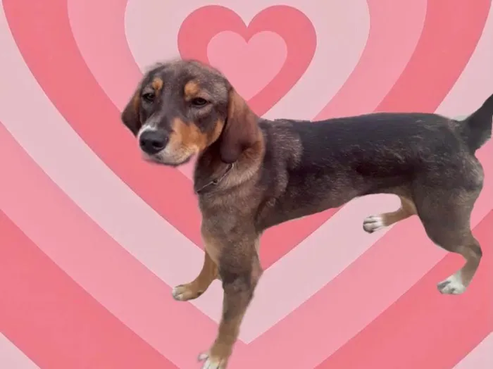 Cachorro raça Srd idade 7 a 11 meses nome Carly porteP