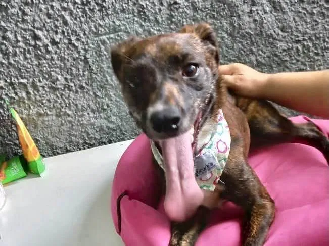 Cachorro raça Pinscher mix srd idade 7 a 11 meses nome Molly porteP