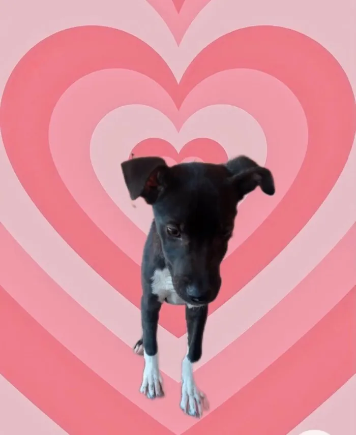 Cachorro raça Srd idade 2 a 6 meses nome Léo bb5meses 