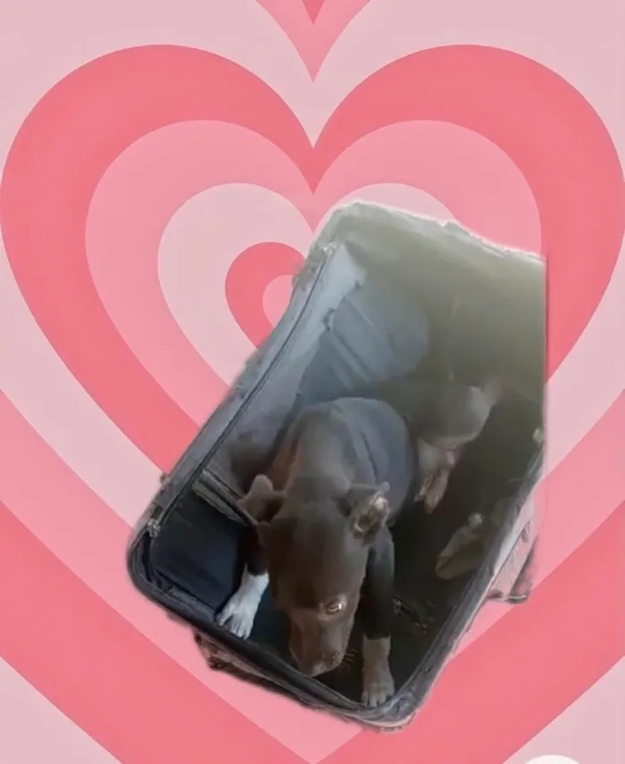 Cachorro raça Srd idade 2 a 6 meses nome Léo bb5meses 