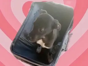 Cachorro raça Srd idade 2 a 6 meses nome Léo bb5meses 