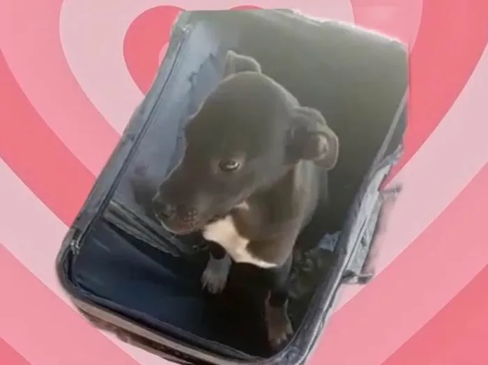Cachorro raça Srd idade 2 a 6 meses nome Léo bb5meses 