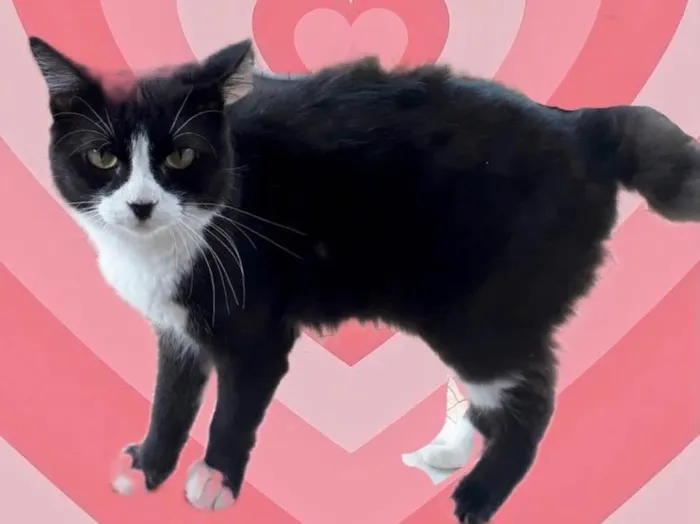 Cotoco lindo gatinho