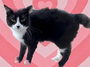 Gato raça Srd idade 1 ano nome Cotoco lindo gatinho