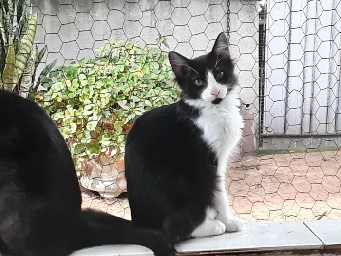 Gato raça Srd idade 2 a 6 meses nome Jade bb pelo longo 