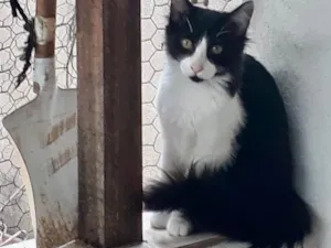 Gato raça Srd idade 2 a 6 meses nome Jade bb pelo longo 