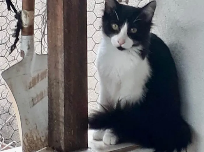 Gato raça Srd idade 2 a 6 meses nome Jade bb pelo longo 