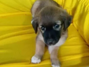 Cachorro raça Vira lata misturado com puldo  idade Abaixo de 2 meses nome Sem nomes 