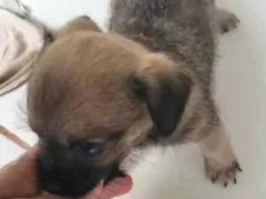 Cachorro raça Shiatsu/viralatinha idade Abaixo de 2 meses nome Sem nome