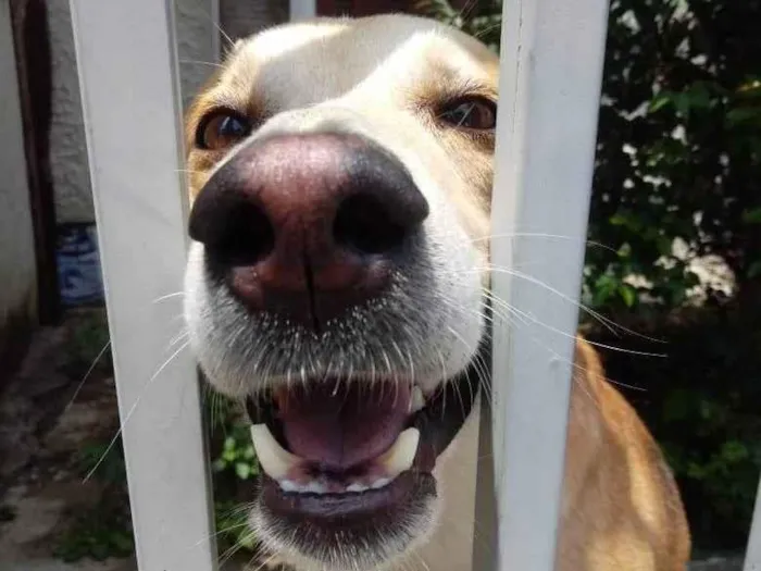 Cachorro raça Srd idade 1 ano nome Trovão 