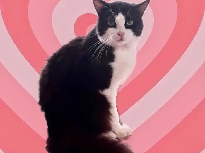 Gato raça Srd idade 1 ano nome Bolachao peludinho