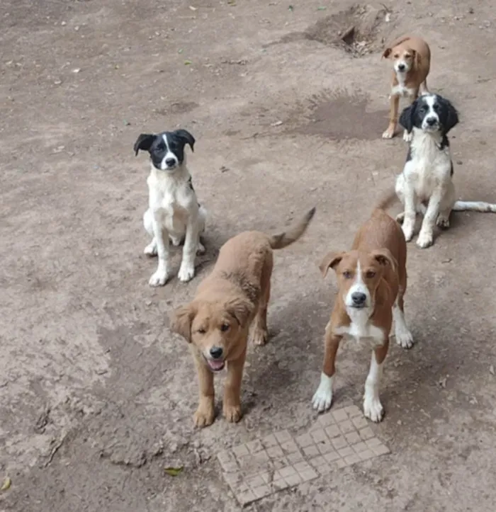 Cachorro ra a Raça não definida idade 2 a 6 meses nome Não tem 