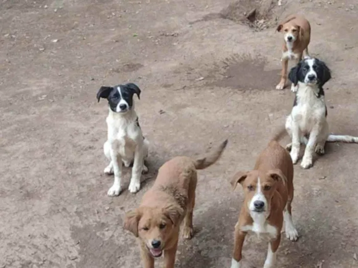 Cachorro ra a Raça não definida idade 2 a 6 meses nome Não tem 