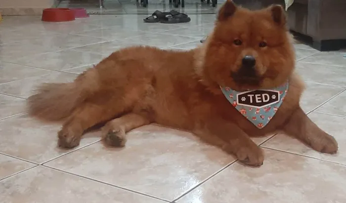 Cachorro ra a Chow Chow idade 2 anos nome Ted