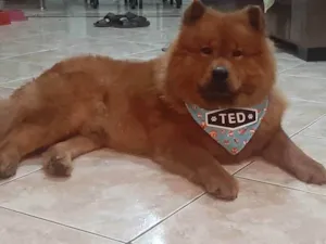 Cachorro raça Chow Chow idade 2 anos nome Ted