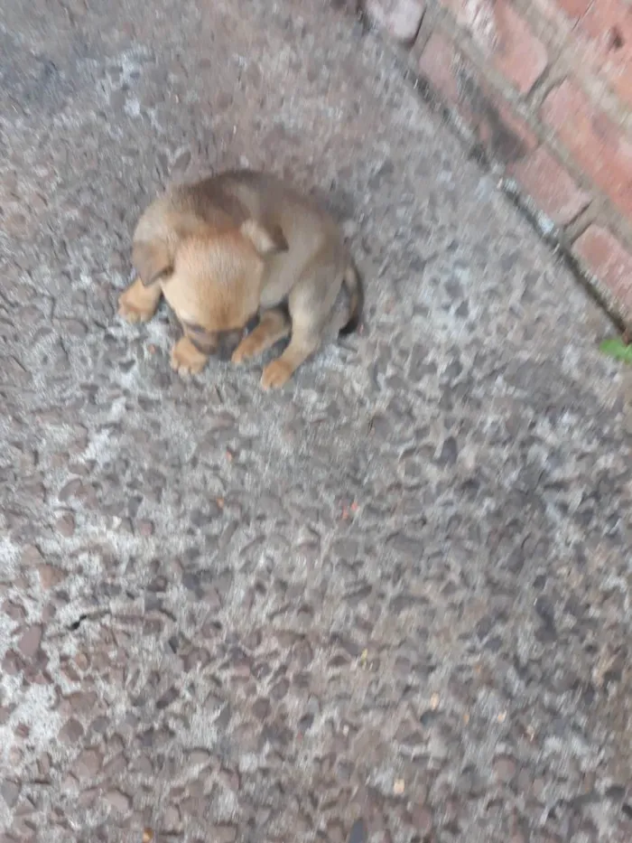 Cachorro ra a Vira lata idade Abaixo de 2 meses nome Não tem