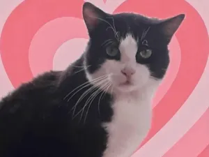 Gato raça Srd idade 1 ano nome Bolachao peludinho