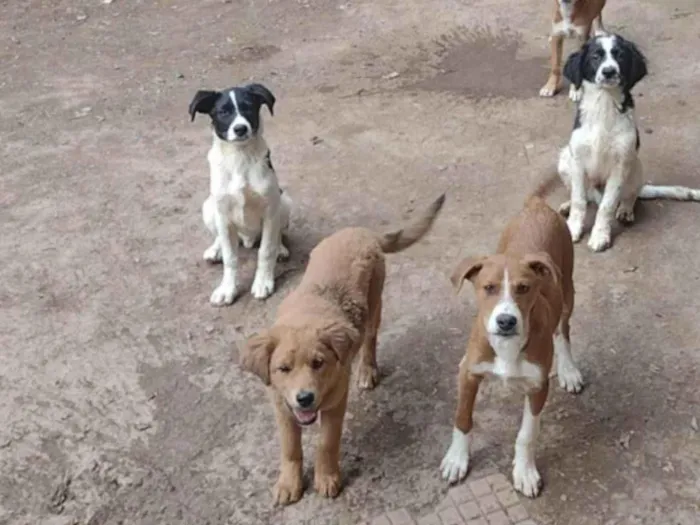 Cachorro ra a Raça não definida idade 2 a 6 meses nome Não tem 