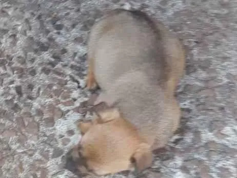 Cachorro ra a Vira lata idade Abaixo de 2 meses nome Não tem