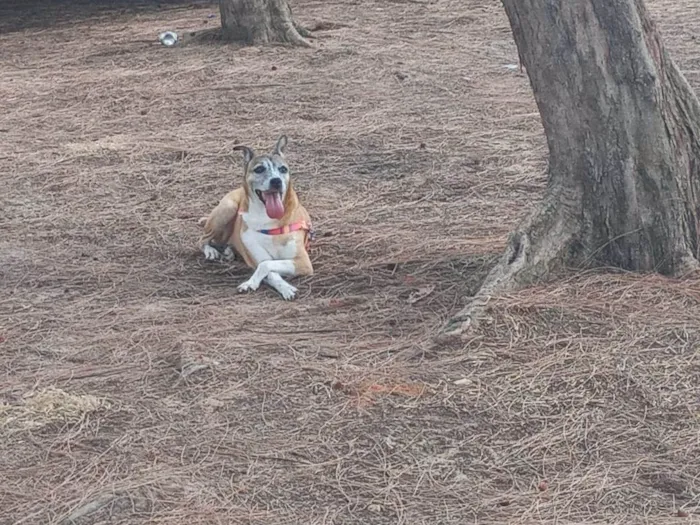 Cachorro ra a Vira Lata idade 3 anos nome Mel