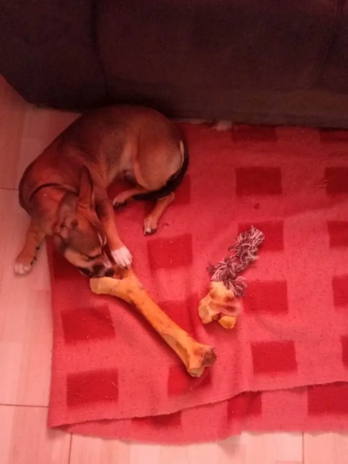 Cachorro ra a Vila lata com Pit Bull  idade 7 a 11 meses nome Bob