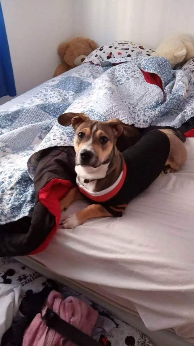 Cachorro ra a Vila lata com Pit Bull  idade 7 a 11 meses nome Bob