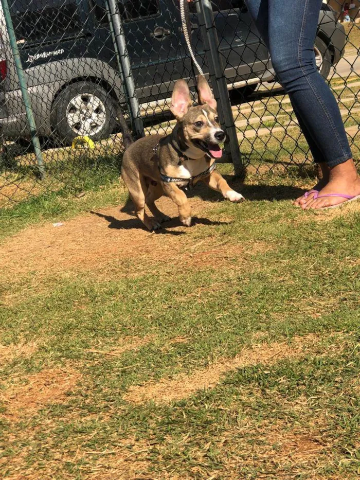 Cachorro ra a Vila lata com Pit Bull  idade 7 a 11 meses nome Bob
