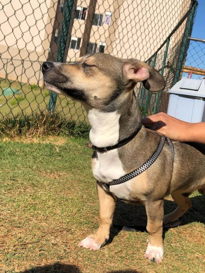 Cachorro ra a Vila lata com Pit Bull  idade 7 a 11 meses nome Bob