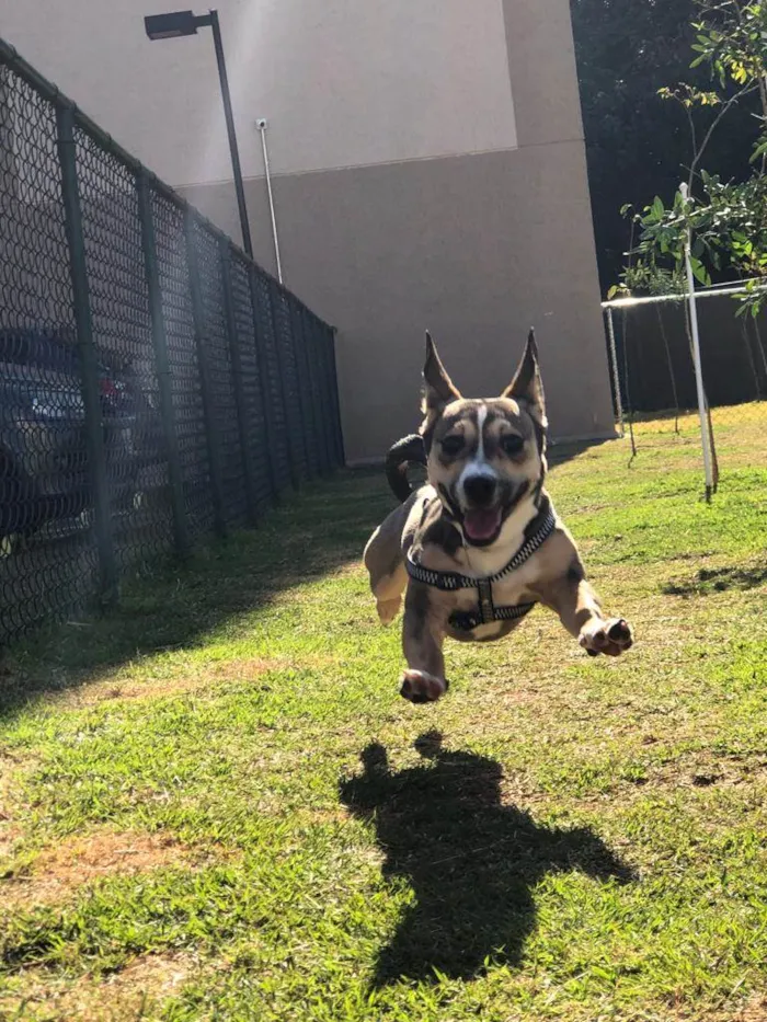 Cachorro ra a Vila lata com Pit Bull  idade 7 a 11 meses nome Bob