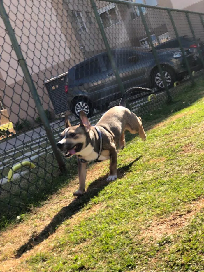 Cachorro ra a Vila lata com Pit Bull  idade 7 a 11 meses nome Bob