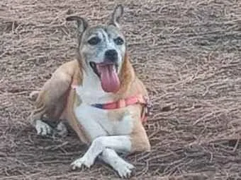 Cachorro ra a Vira Lata idade 3 anos nome Mel